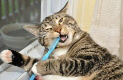 кошка чистит зубы