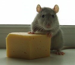 мышонок с сыром